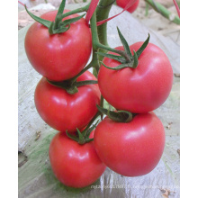 HT18 Xinpin rose f1 graines de tomates hybrides à vendre